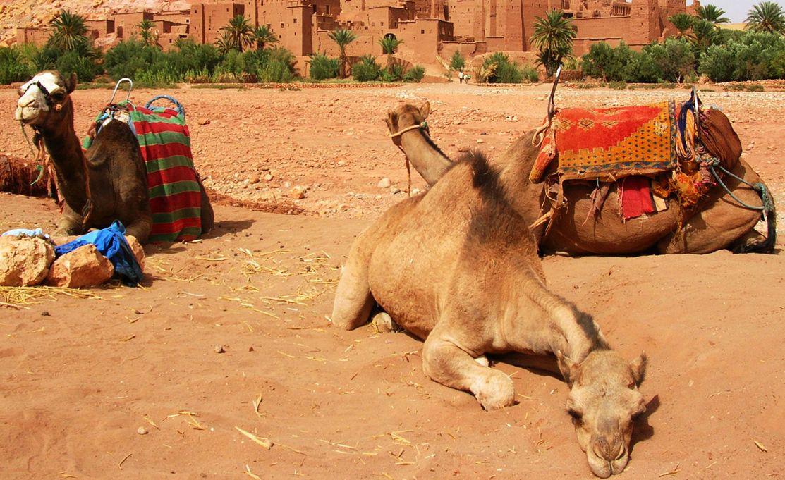 Excursion A Ait Ben Haddou Et Ouarzazate